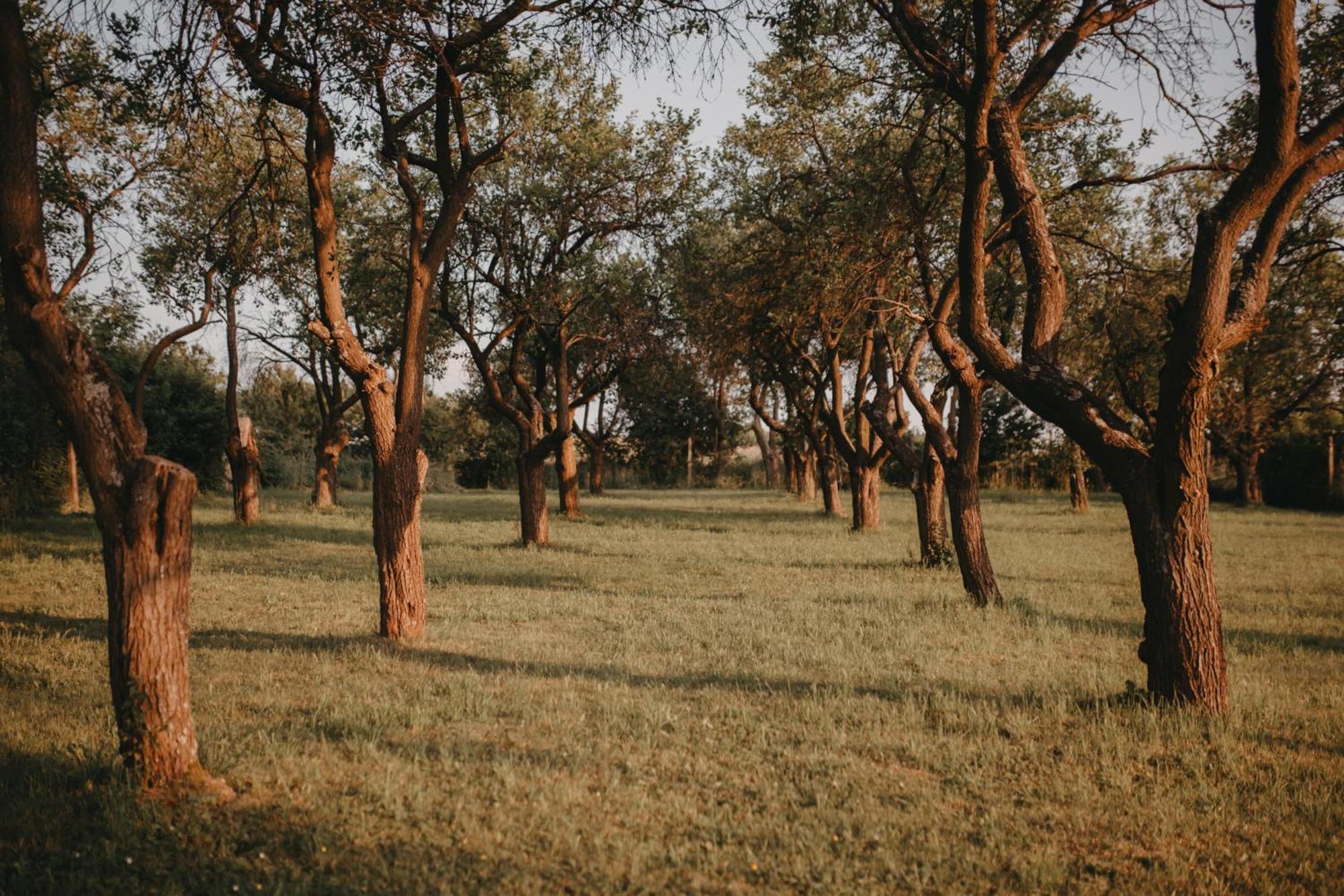 Feriehus Sliwkowy Sad-plum Orchard Mirow (Silesia)