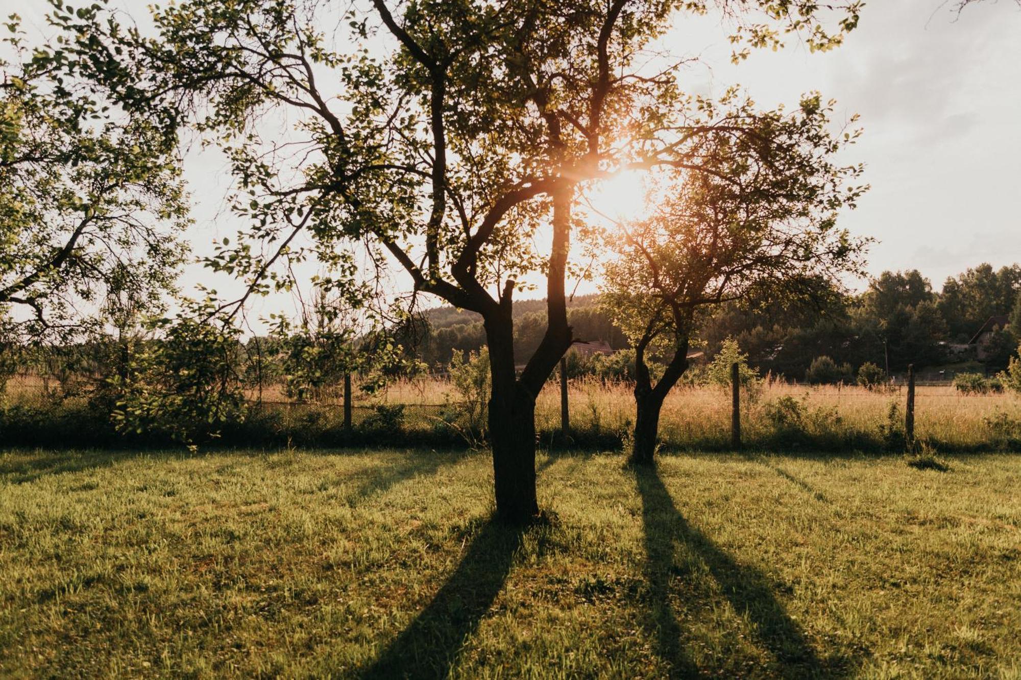 Sliwkowy Sad-plum Orchard Feriehus Mirow (Silesia)