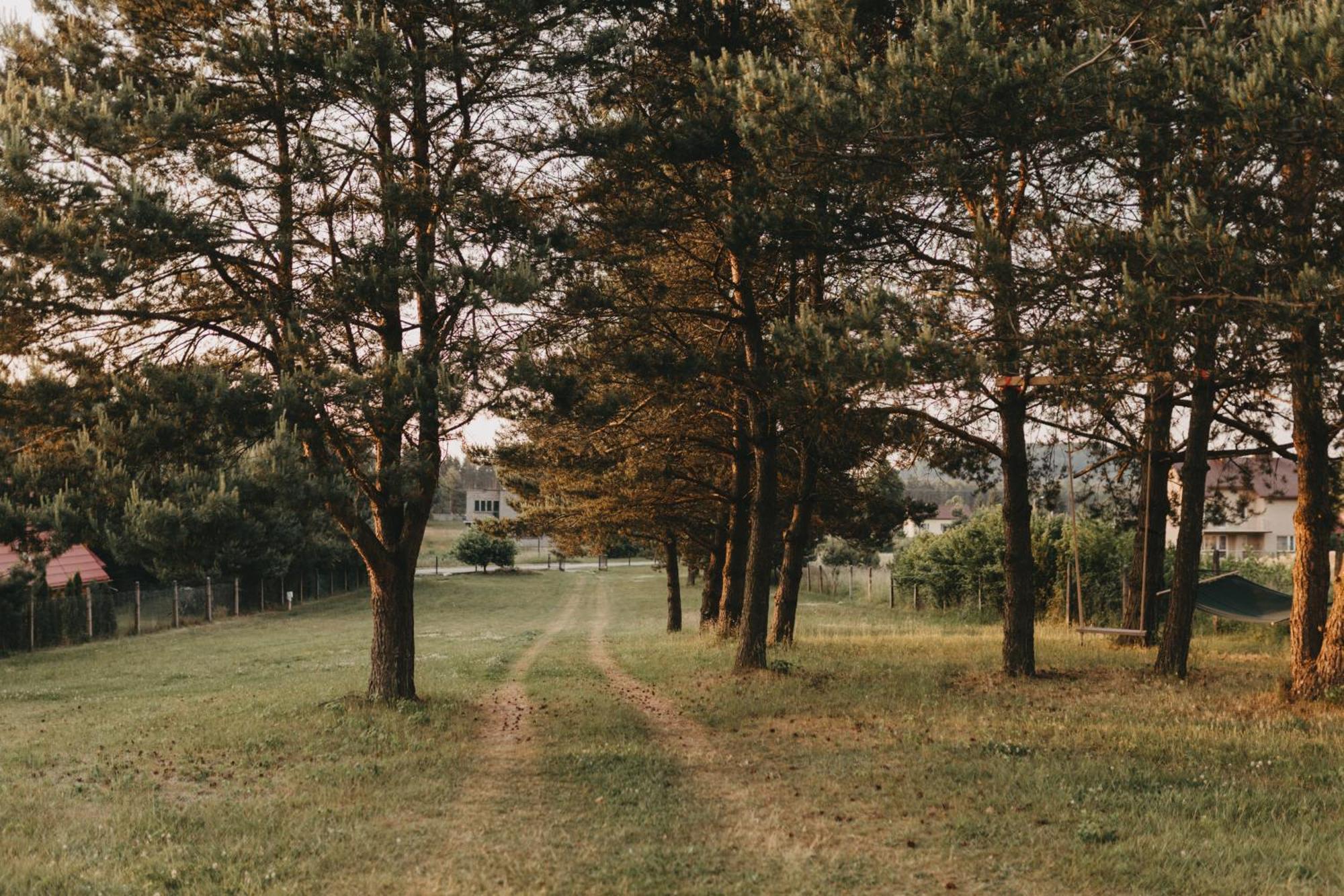 Sliwkowy Sad-plum Orchard *
